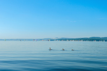 Duck with a brood of ducklings on the river, against the yacht regatta in the distance.