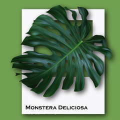 Monstera Deliciosa Leaf