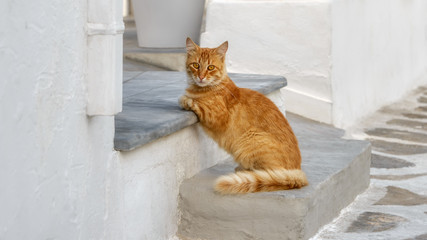 Cute cat, orange tabby, leaning against a step of a house entrance, Cyclades, Aegean island, Greece, Europe - Powered by Adobe