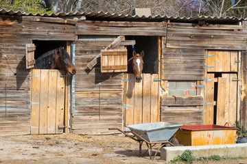 Dos caballos asoman las cabezas por las ventanas de una cuadra de madera - obrazy, fototapety, plakaty