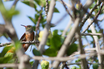 bird on branch