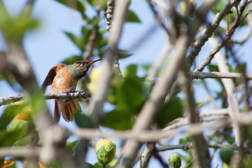 bird on branch