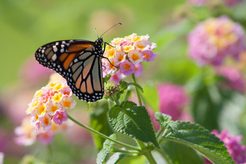 butterfly on a flower
