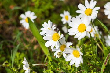 this is a capture for some  Margaret flower and u can see in the picture the lovely contrast between the green white and yellow colors 