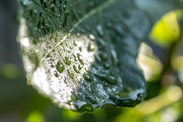 Morning Dew on Fig Leaves