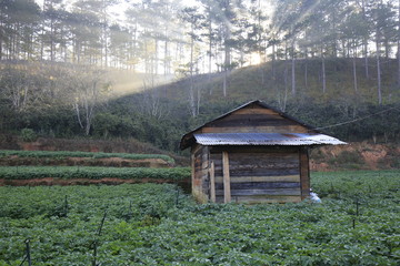 small house between vegetable garden with magical sun rays at sunrise © Khanh