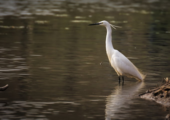 Little Egret (Egretta Garzetta) standing on the river Sile (treviso, north Italy)