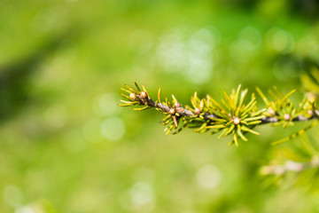 This is a macro capture of a tree branch needles and you can see the lovely contrast between the green white and brown color that make the picture to popup 