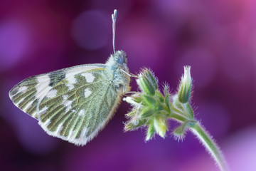 Una splendida farfalla (Pontia edusa o Pieris edusa)