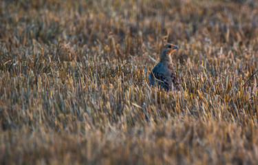 partridge