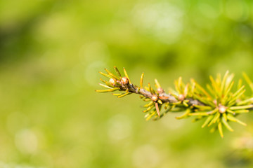 This is a macro capture of a tree branch needles and you can see the lovely contrast between the green white and brown color that make the picture to popup 