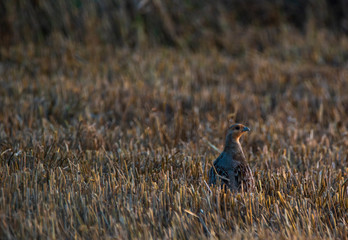 partridge
