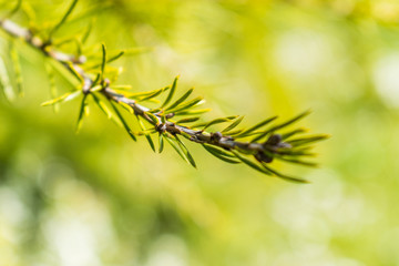 This is a macro capture of a tree branch needles and you can see the lovely contrast between the green white and brown color that make the picture to popup 