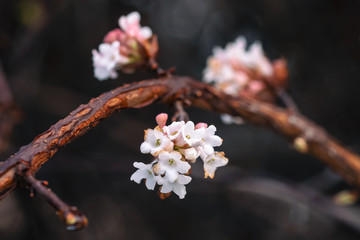Branch with clusters of pinkish white flowers. Viburnum farreri fragrant blooms close-up on dark background. February, Czech Republic.