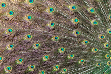 Obraz premium Pattern of peacock ornate tail plumage with colourful eyespots. Beautiful peafowls feathers fan with purple and green metallic sheen.