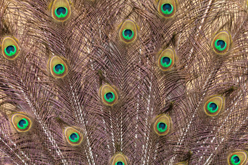 Obraz premium Pattern of peafowl ornate tail feathers with colourful eyespots. Beautiful plumage fan with purple metallic sheen and blue and green spots.