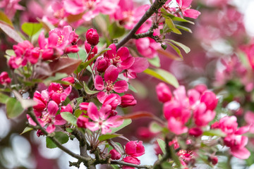 Colourful pink apple blossom close-up. Beautiful saturated flowers of blooming apple in spring ornamental garden.