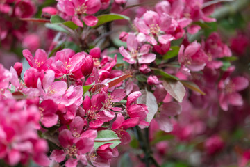 Fototapeta premium Delicate pink flowers of blooming apple tree. Close-up saturated magenta apple blossom in spring garden.