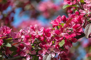 Saturated pink apple blossom close-up at springtime. Delicate magenta flowers of blooming apple tree in spring garden.
