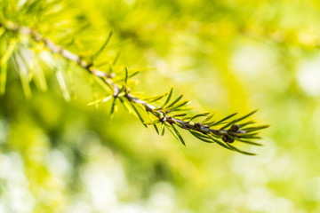 This is a macro capture of a tree branch needles and you can see the lovely contrast between the green white and brown color that make the picture to popup 