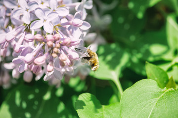Humblefly pollinates purple lilac flowers close-up. Large bee-fly with long proboscis collecting nectar on blooming lilac in spring garden  with blurred green leaves in background.