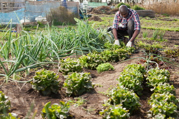 Male gardener working at homestead