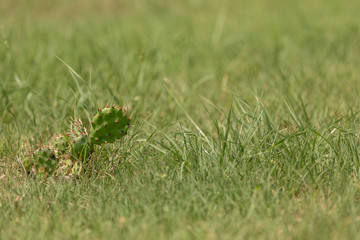 Cactus on green background with copy space