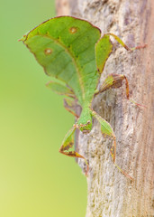 Phyllium mabantai extreme insect macro 