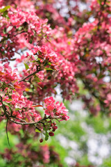 Obraz premium Branch of blooming apple tree in spring garden. Saturated pink apple blossom with sweet fragrance.