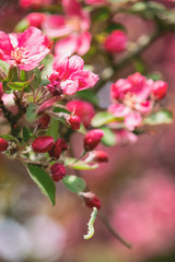 Saturated pink apple blossom close-up. Green caterpillar crawls up on a spiderweb to the blooming apple tree with scented flowers.