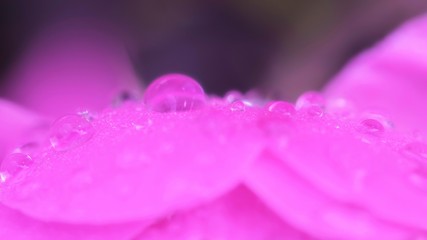 drops on a rose