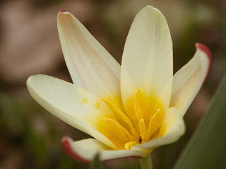 Obraz premium tulip