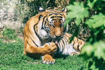 Malayan tiger licks paw lying on the ground. Beautiful striped cat (Panthera tigris tigris) resting on green grass. Critically endangered species.