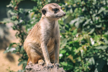 Cute meerkat portrait with blurred green leaves in background. Suricate (suricata suricatta) is a small carnivoran animal with coat colored peppered gray or brown with silver.