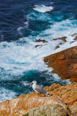 Seagull in Berlenga island - Portugal