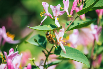 Honey bee hanging on the leaf of blooming honeysuckle. Bee in yellow pollen of Tatarian honeysuckle (lonicera tatarica) pink scented flowers.