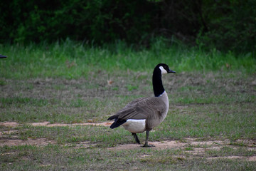 canadian goose in a field