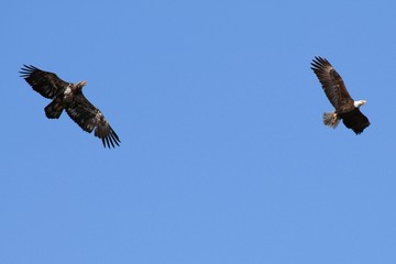 Bald Eagle