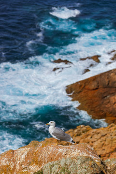 Seagull in Berlenga island - Portugal
