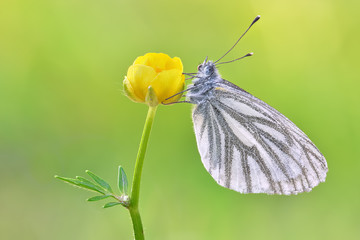 Green Veined White (Pieris napi) polish butterfly macro in the spring, Natural soft light focus stack outdoor