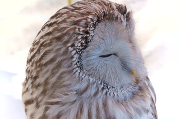 Ranch owl feeding