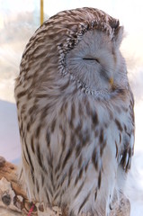Ranch owl feeding