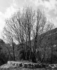 this is a capture in a black and white for a tree which act as a foreground silhouette to the sky and nature background