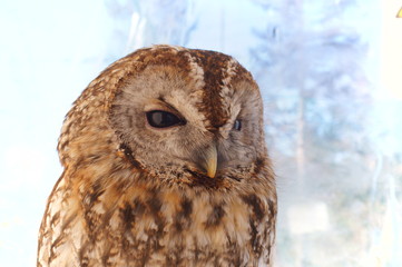 Ranch owl feeding