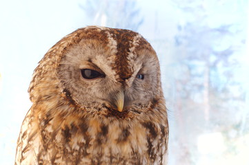 Ranch owl feeding