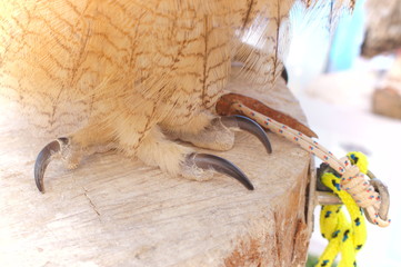 Ranch owl feeding