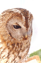 Ranch owl feeding