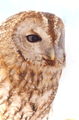 Ranch owl feeding