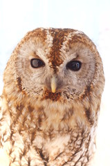 Ranch owl feeding