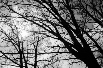 this is a capture in a black and white for a tree which act as a foreground silhouette to the sky and nature background